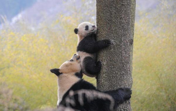 Bild 1 von 15: Im Bild: Eine Pandamutter bringt ihrem lernunwilligen Jungen bei, wie man auf einen Baum klettert.