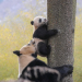 Pandas - Chinas sanfte Riesen
