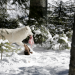 Winter im Wildpark Mautern