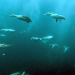 Tierische Freibeuter der Meere