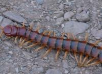 Wildes Lateinamerika