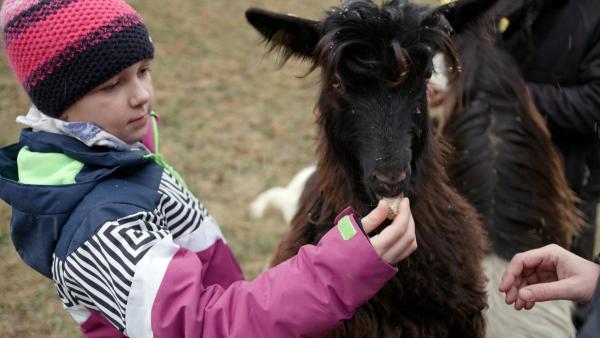 Bild 1 von 12: Im Bild: Ziege füttern.