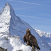 Wilde Alpen