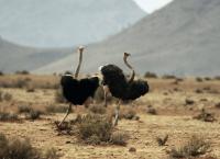 Tierische Überflieger