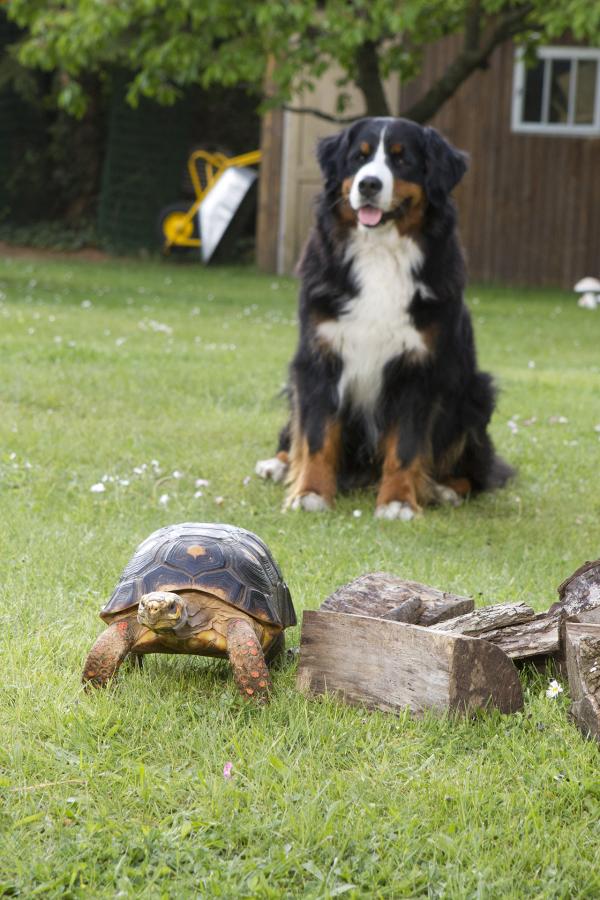 Bild 1 von 4: Keks trifft im Nachbarsgarten Solana Schildkröte.
