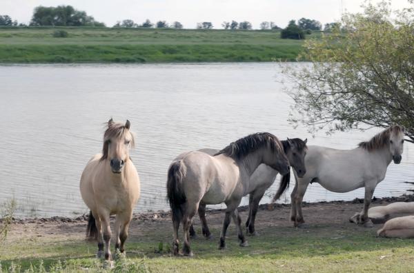 Bild 1 von 3: Wildpferde sind Landschaftsgestalter des Auenlandes. Mit ihrer Fülle an Leben gelten Auenlandschaften auch als Urwälder Europas.