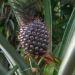 Exotischer Hochgenuss: Ananas & Co.