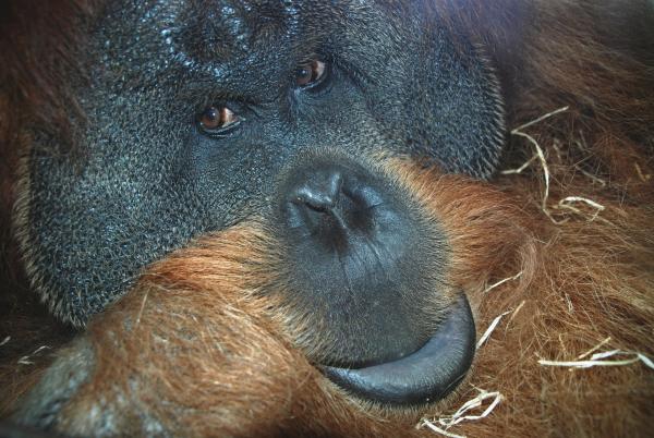 Bild 1 von 1: Ein Orang-Utan.