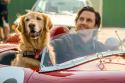 Milo Ventimiglia in: Enzo & die wundersame Welt der Menschen