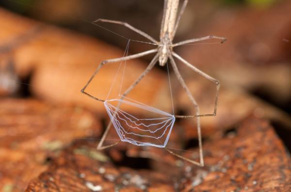 Bild 1 von 3: Kescherspinnen jagen auf einzigartige Weise mit selbst gebauten Fallen.