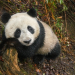 Pandas - Chinas sanfte Riesen