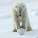 Abenteuer Winter - Tiere im Schnee