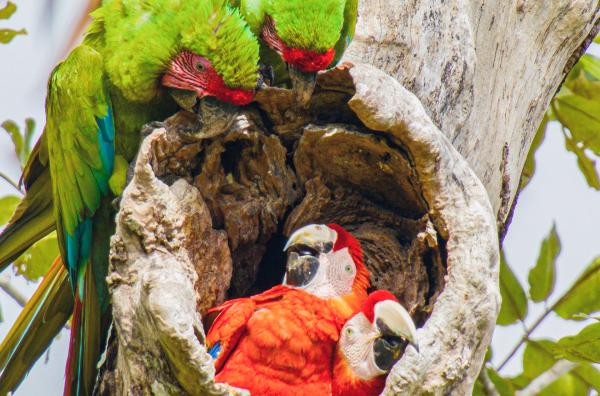 Bild 1 von 4: Bechsteinaras streiten sich mit Scharlacharas um ein Nest in einem Mandelbaum.