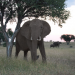 Tödliches Afrika - Tierische Angreifer