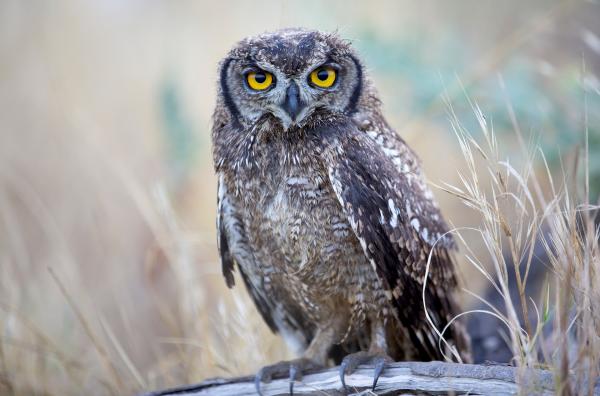 Bild 1 von 3: Mit einer Größe von bis zu 66 Zentimetern und einem Gewicht von bis zu 2,7 Kilogramm ist der in Afrika lebende Fleckenuhu einer der größten seiner Art.