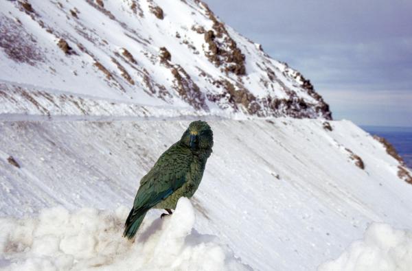Bild 1 von 15: Im Bild: Kea oder Bergpapagei (Nestor notabilis), Neuseeland.