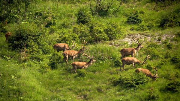 Bild 1 von 30: Im Bild: Rotwild.