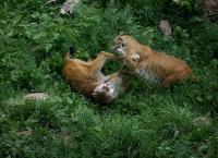 Tierische Kämpfer