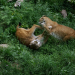 Tierische Kämpfer