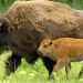 Tiere vor der Kamera