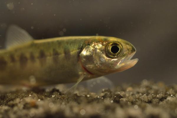 Bild 1 von 3: Die Lachse werden in Seen auf dem Festland geboren, verbleiben dort ein Jahr. Anschließend wandern sie weiter ins Meer.