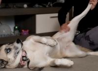 Die Unvermittelbaren - Mit Martin Rütter: Das große Wiedersehen