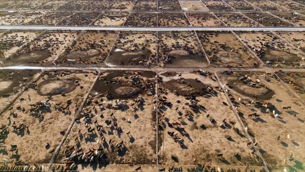 Bild 1 von 5: In den Rinder-Mastbetrieben der Great Plains drängen sich die Tiere auf engen, grasfreien Koppeln bis zum Horizont.