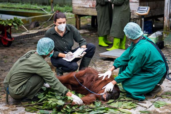 Bild 1 von 15: Letzter Check vor der Freiheit: Tierärzte und Tierärztinnen untersuchen die Orang-Utans gemeinsam mit Hannah Emde. Die Untersuchungen sind nur unter Narkose möglich, denn ausgewachsene Tiere sind stark und potenziell gefährlich.