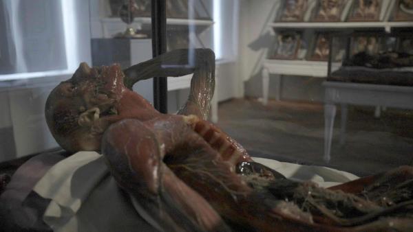 Bild 1 von 8: Im Bild: Schaukasten mit Ausstellungsstück im Josephinum.