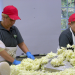 Sauerkraut - Power-Kraut
