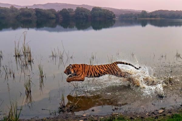 Bild 1 von 15: Tiger sind nicht wasserscheu und jagen auch an Seen, wie hier im Ranthambhore-Nationalpark in Indien.