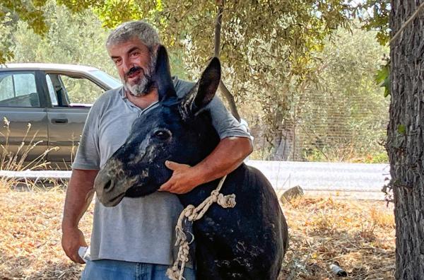 Bild 1 von 4: Dimitris Esel ist das Maskottchen des Dorfes ? das Tier entkam den Flammen nur knapp.