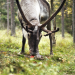 Tiere im Rausch
