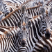 Die Farben der Tierwelt