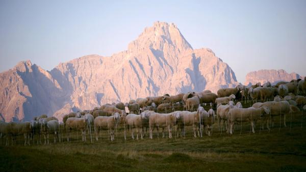 Bild 1 von 10: Im Bild: Schafherde vor den Sextener Dolomiten.