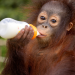 Orang-Utans - Die unbekannten Menschenaffen