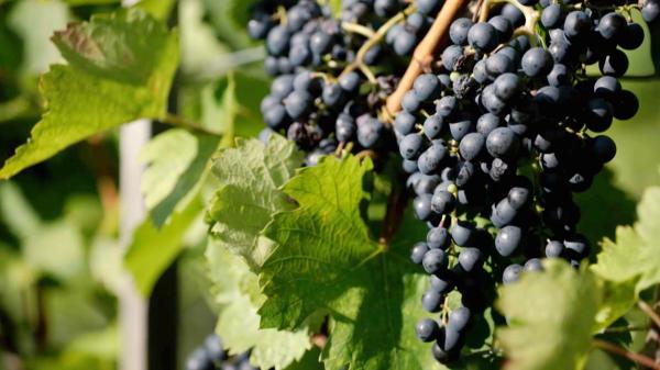 Bild 1 von 8: Im Bild: Rotweintraube.