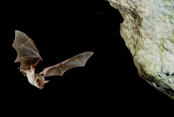 Bild 1 von 25: Im Bild: Eine Große Mausohrfledermaus (Myotis myotis) im Flug.