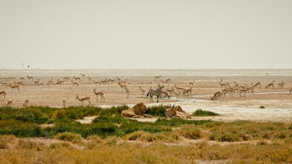 Bild 1 von 2: In der Kalahari herrschen teilweise lebensfeindliche Bedingungen. Neben der Hitze sind viele Tierarten auch mit Raubtieren konfrontiert.