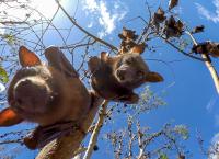 Undercover unter Tieren: Auf geheimer Mission in den Tropen