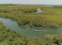 Giganten unter Wasser - Riesenfischen auf der Spur