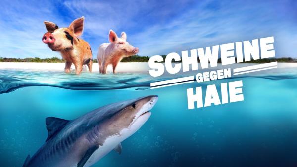 Bild 1 von 2: .