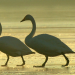 Abenteuer Wildnis
