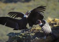 Patagonien - Wunderwelt der Extreme