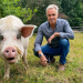 Hannes Jaenicke im Einsatz für das Schwein