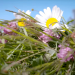 Geheimnisvolle Wildblumen