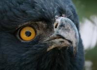 Wildes Lateinamerika