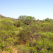 Faszination Afrika - Tiere im Mashatu Reservat