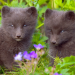 Abenteuer Wildnis