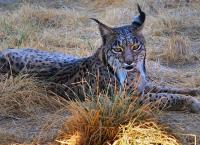 Wild Winners - Helden der Tierwelt
